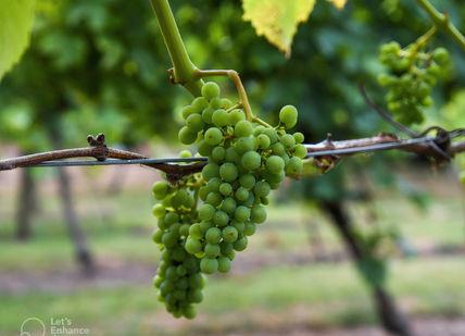 An image of a bunch of grapes hanging from a vine, Stanlake Park Wine Estate. Stanlake Park Wine Estate